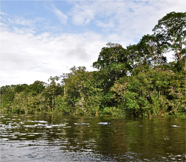 Brazil,Bolivia Amazon Wilderness Area