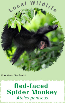 Local Wildlife: Red-faced Spider Monkey Ateles paniscus