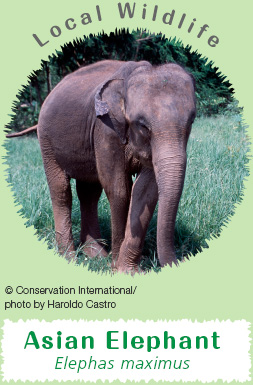 Local Wildlife: Asian Elephant Elephas maximus