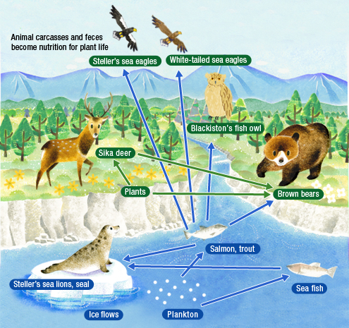 The virtuous circle of life between land and sea creatures