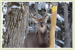 Wild animals of Shiretoko 1