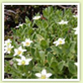 Wild plants of Shiretoko 1