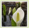 Wild plants of Shiretoko 5