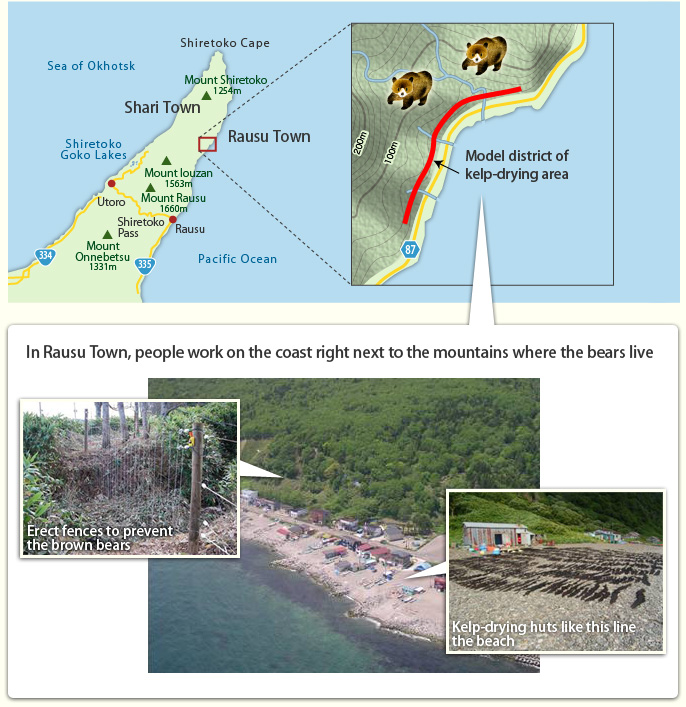 In Rausu Town, people work on the coast right next to the mountains where the bears live