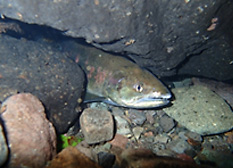 The existence of female cherry salmon was confirmed