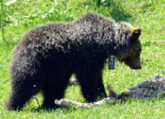 A GPS tracking device was attached to Beeko's neck to enable researchers to follow his path