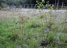 The seedlings in September: the branches and leaves have really grown