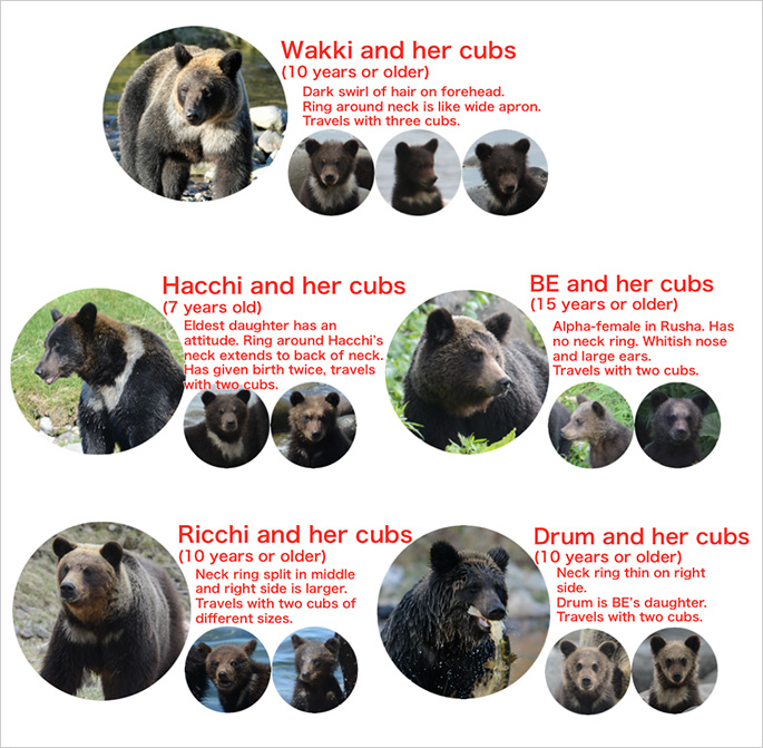 Most frequently seen five female brown bears and their cubs