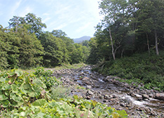The same location in August. There are no major changes, and the river remains in a stable state