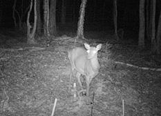 Photo shows a deer approaching the fence