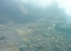 A female cherry salmon (in center of photo) We are one step closer to restoring the river to the days when it was teeming with life!