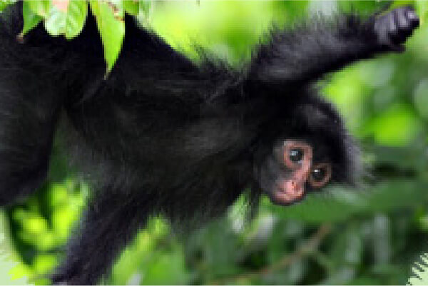 Picture of Black Spider Monkey