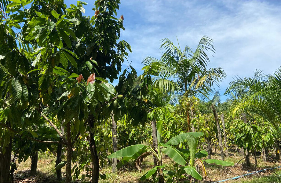 Picture of forest loss