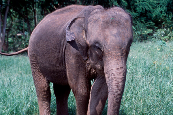 Picture of Asian Elephant