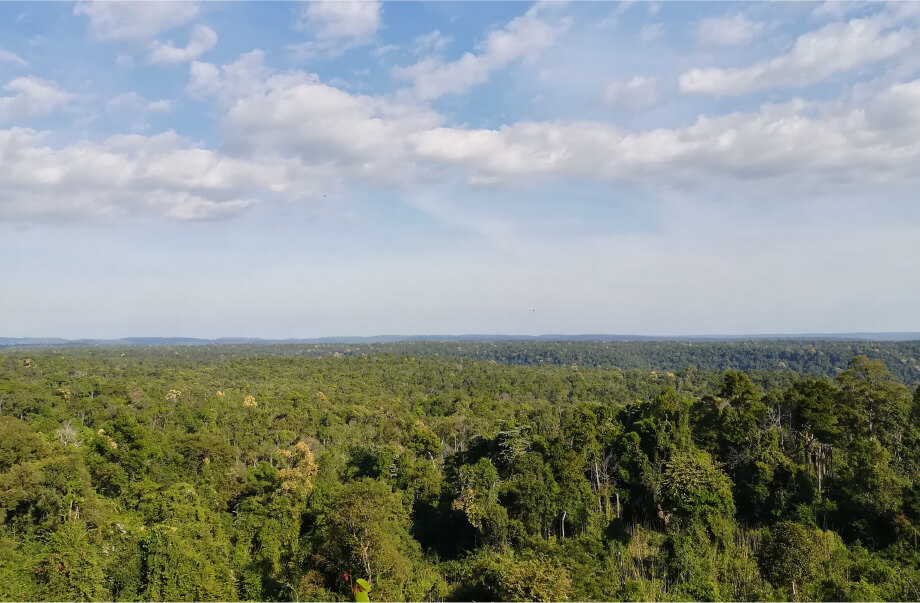 Picture of Java Forest