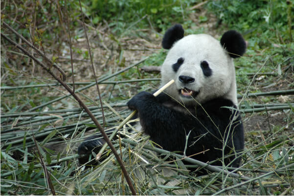 Picture of Giant Panda (Ailuropoda melanoleuca)