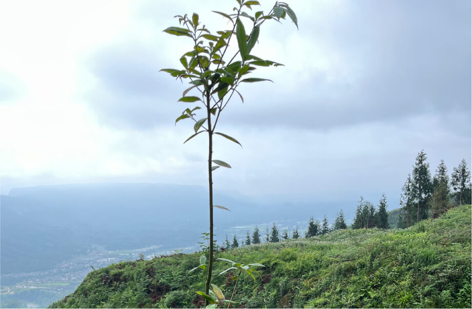 Picture of reforestation