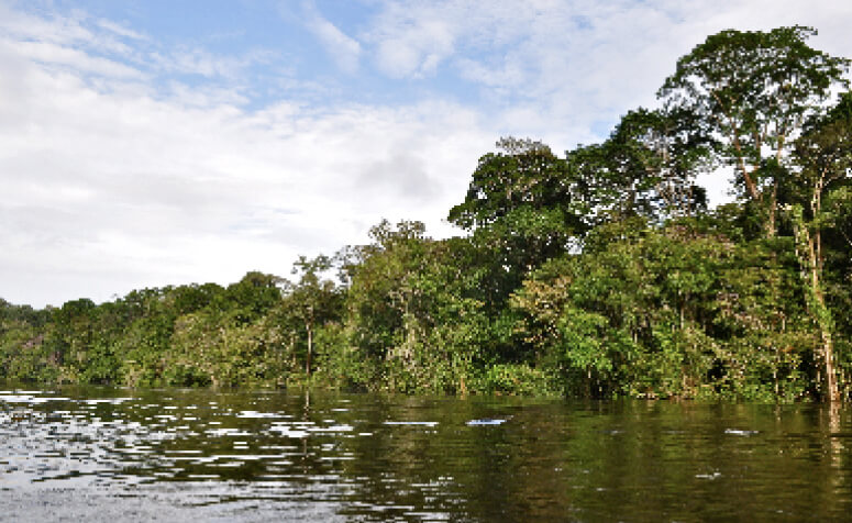 Picture of Brazil,Bolivia Amazon Wilderness Area