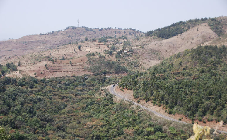 Picture of Ethiopia Northwest Church Forest