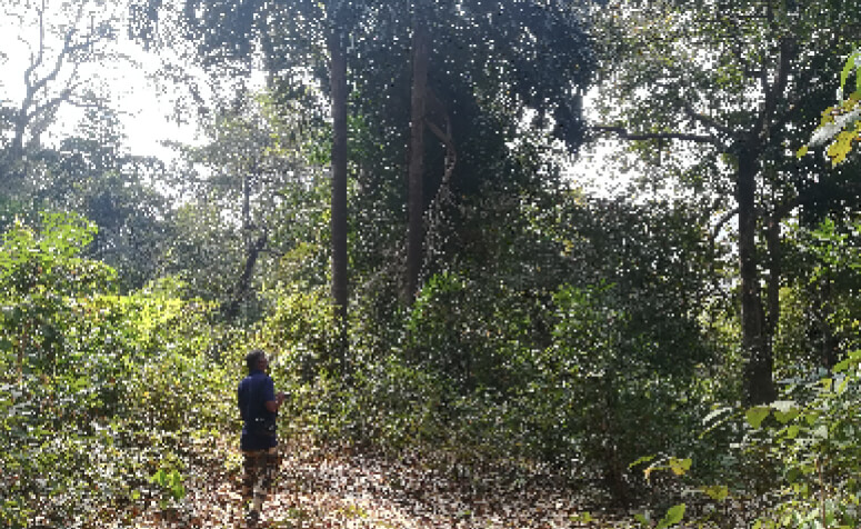 Picture of India Northern Western Ghats