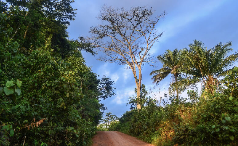 Picture of Liberia East Nimba Nature Reserve