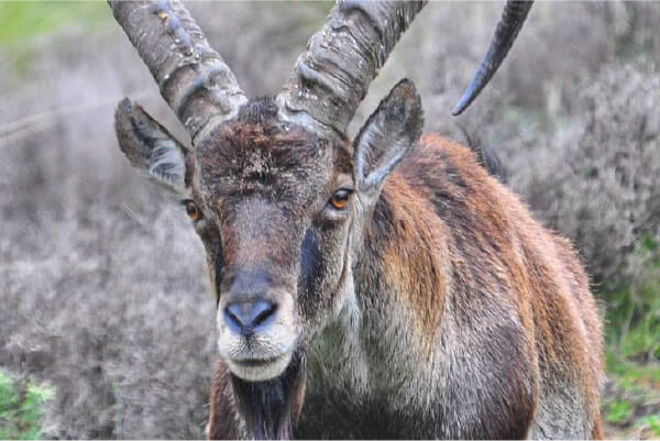Picture of Walia Ibex