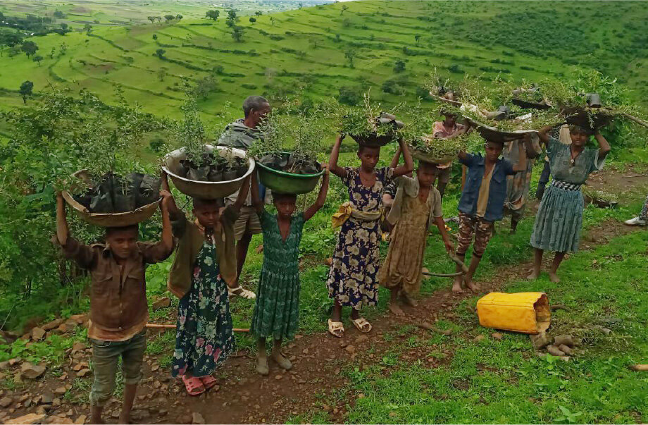 Picture of afforestation