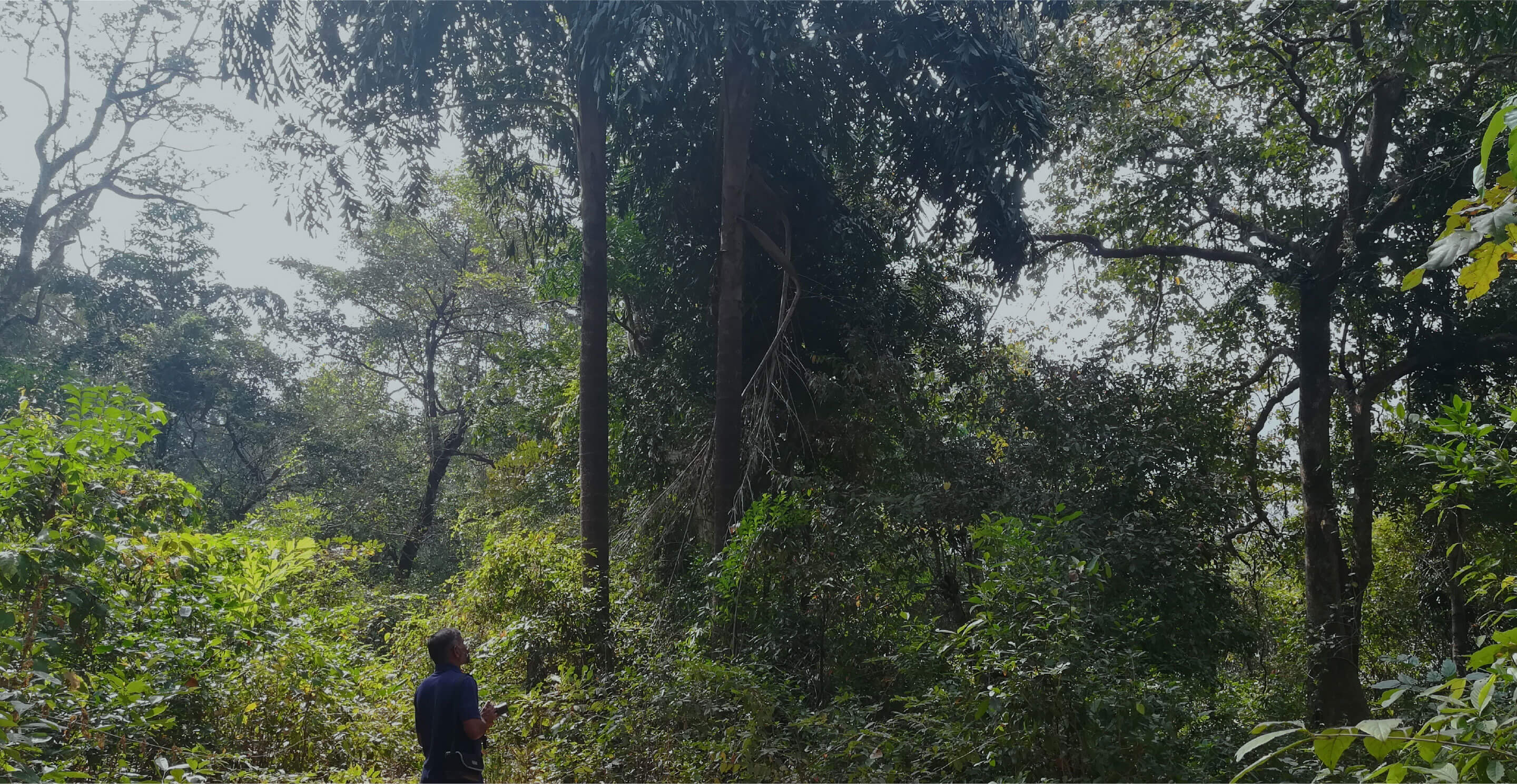India / Northern Western Ghats