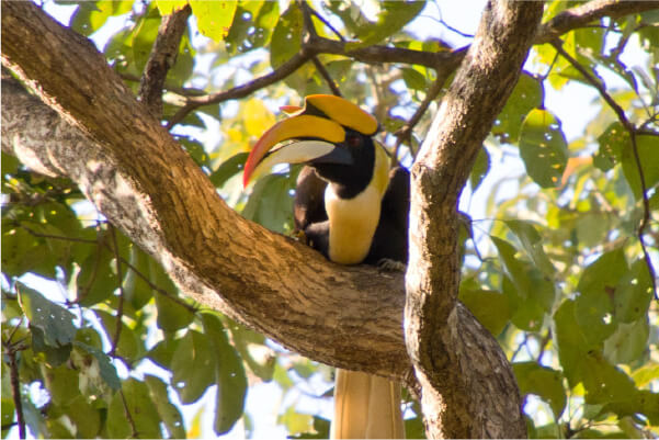 Picture of Great Pied Hornbill