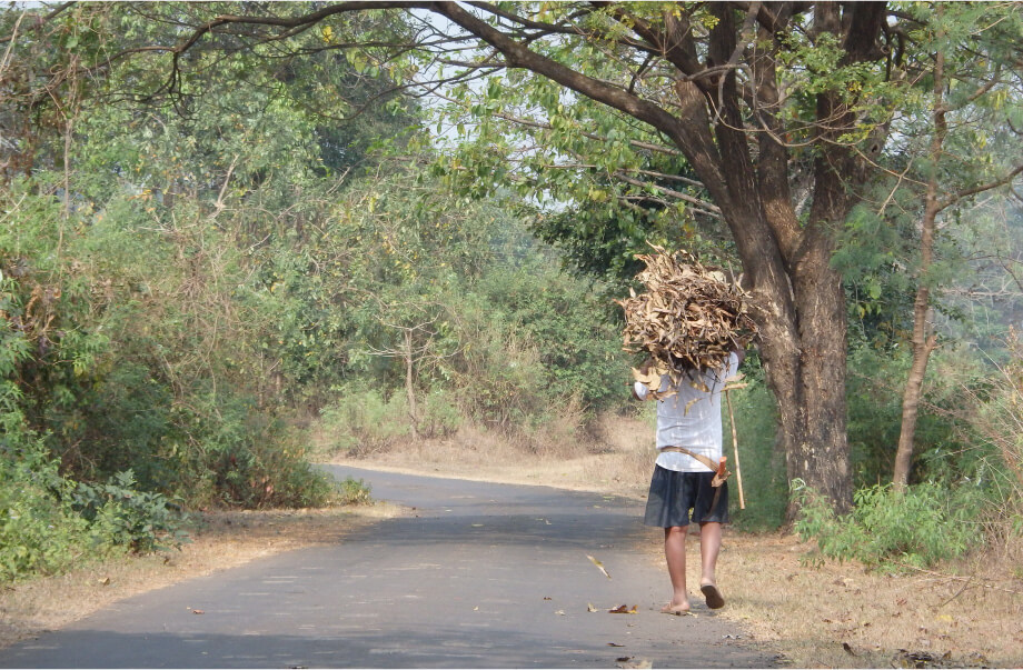 Picture of biological conservation and sustainable management of forests