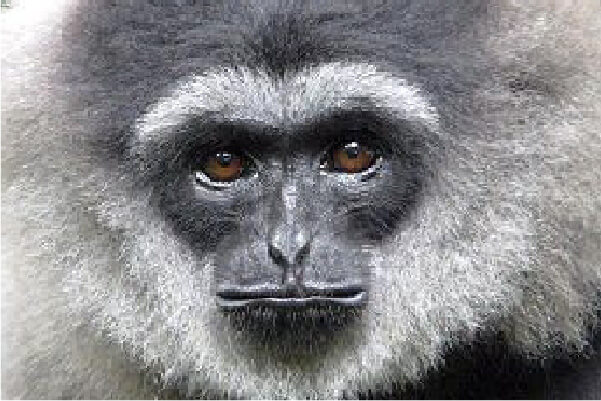 Picture of JavaGibbon