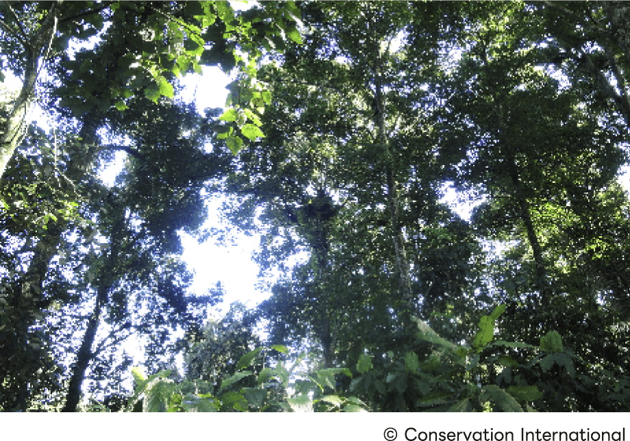 Picture of Java Forest