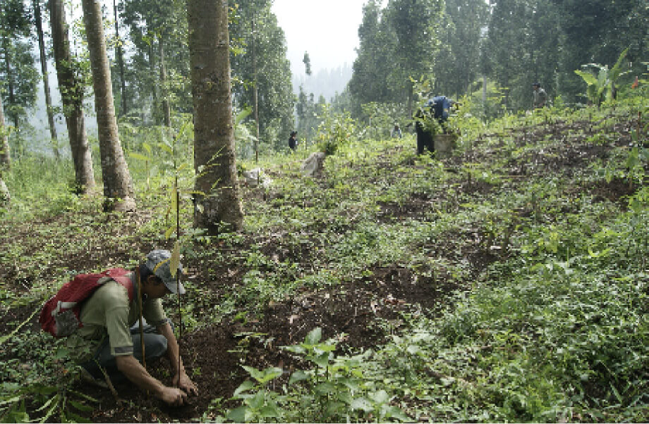 Picture of afforestation