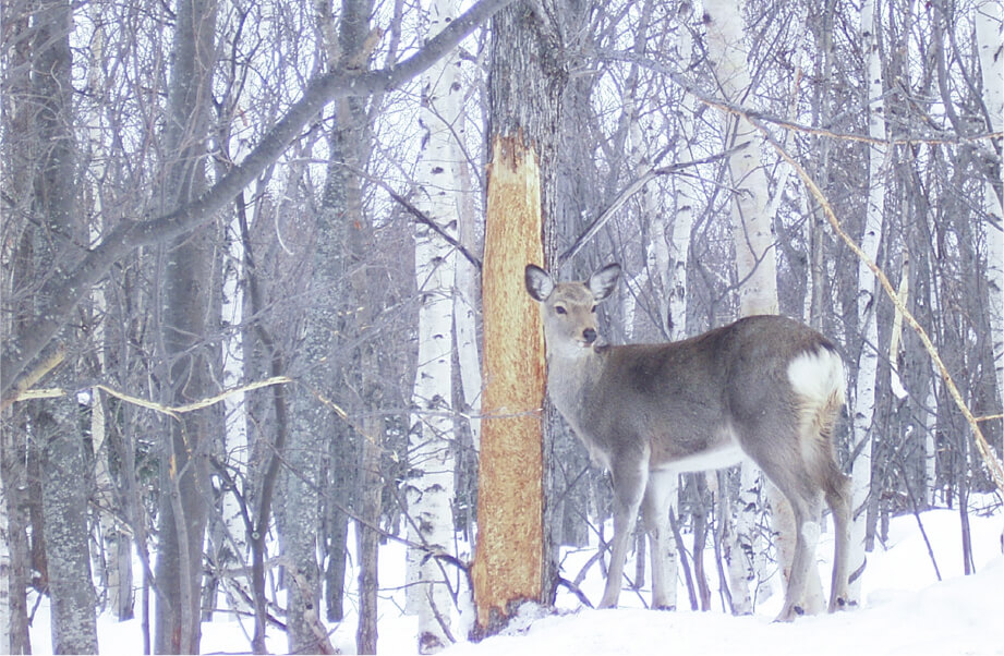 Images of Ezo sika deer in Shiretoko Peninsula
