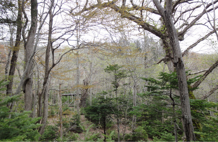 Images of Ezo sika deer in Shiretoko Peninsula