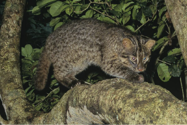 Picture of Iriomote Wildcat(Prionailurus bengalensis iriomotensis)