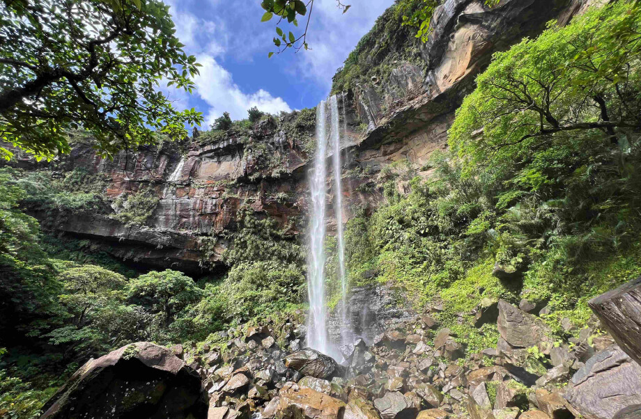 Picture of mangrove forests in Iriomote Island