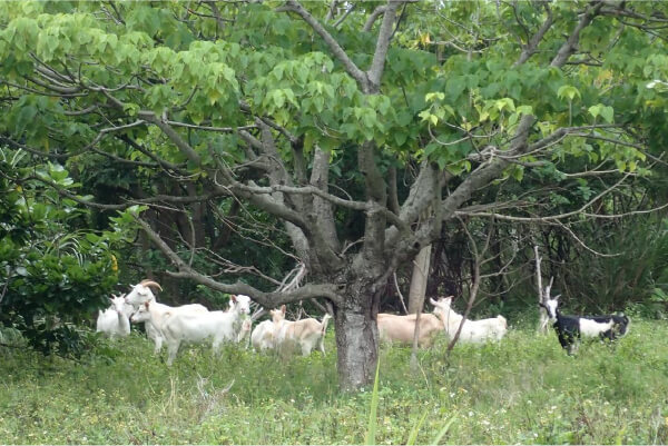 Picture of activities to protect subtropical forests