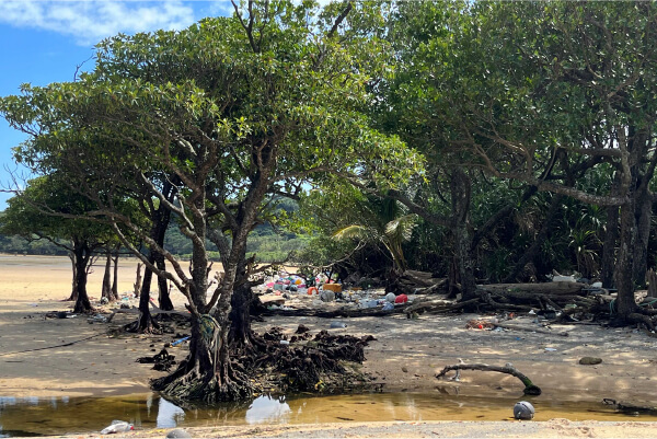 Picture of activities to maintain healthy mangrove forests