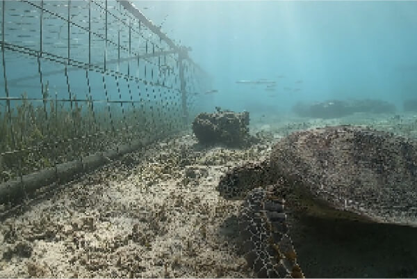 Picture of activities to restore marine forests