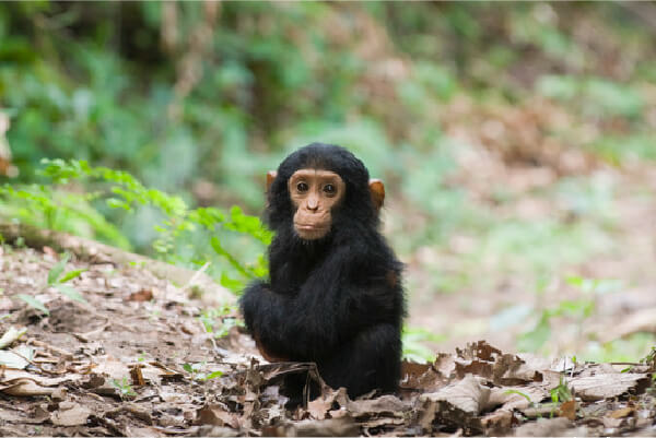 Picture of Western Chimpanzee(Pan troglodytes verus)
