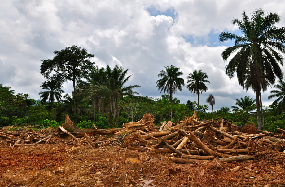 Picture of forest loss