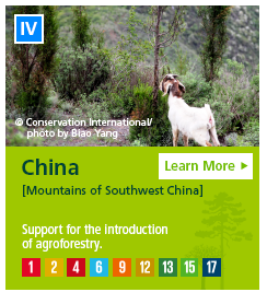 China [Mountains of Southwest China] Support for the introduction of agroforestry.