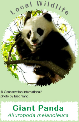 Local Wildlife: Giant Panda Ailuropoda melanoleuca