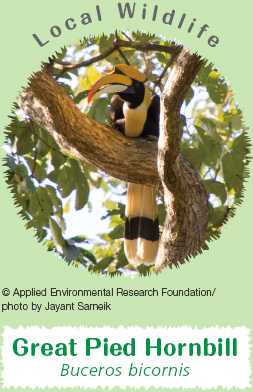 Local Wildlife: Great Pied Hornbill Buceros bicornis