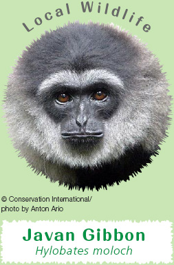Local Wildlife: Javan Gibbon Hylobates moloch