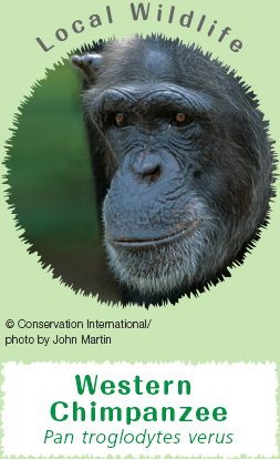 Local Wildlife: Western Chimpanzee Pan troglodytes verus