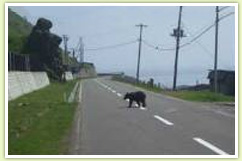 Brown bear crossing a road