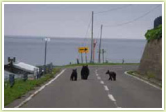 Brown bear near a person's home