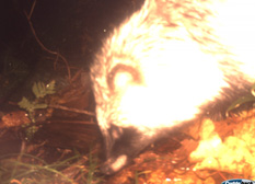 The raccoon is for the most part dormant during mid-winter but in autumn is extremely active